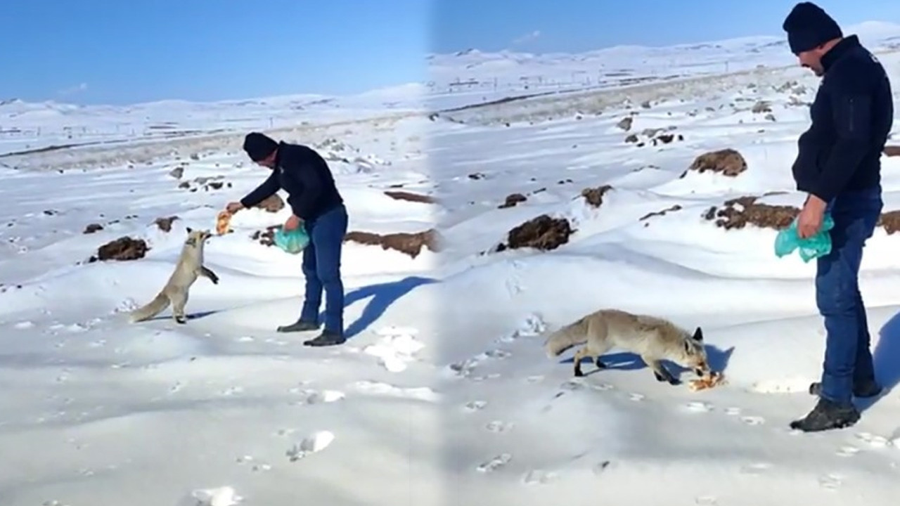 Maden ocağının davetsiz misafiri: Tilki her gün aynı saatte gelip yiyor