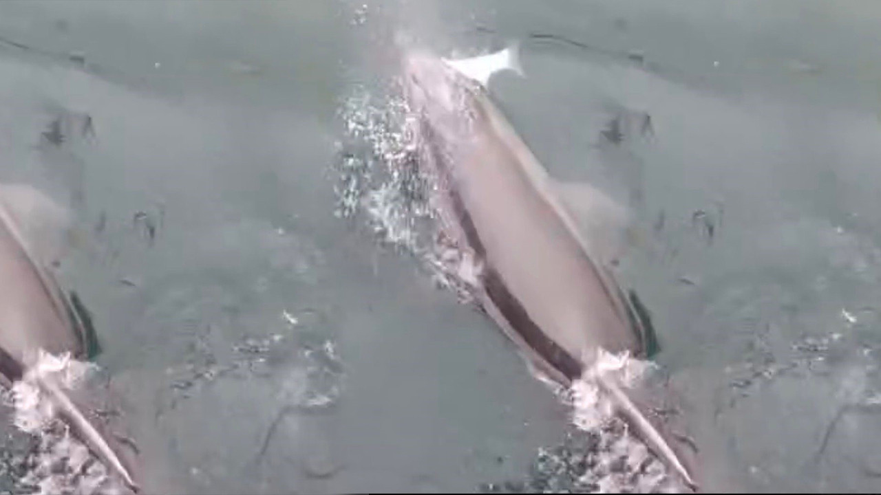 Bandırma Limanı’nda yunus avlanırken görüntülendi