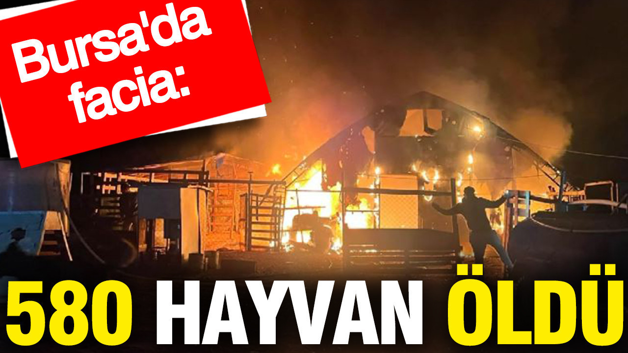Bursa'da facia: 580 hayvan öldü