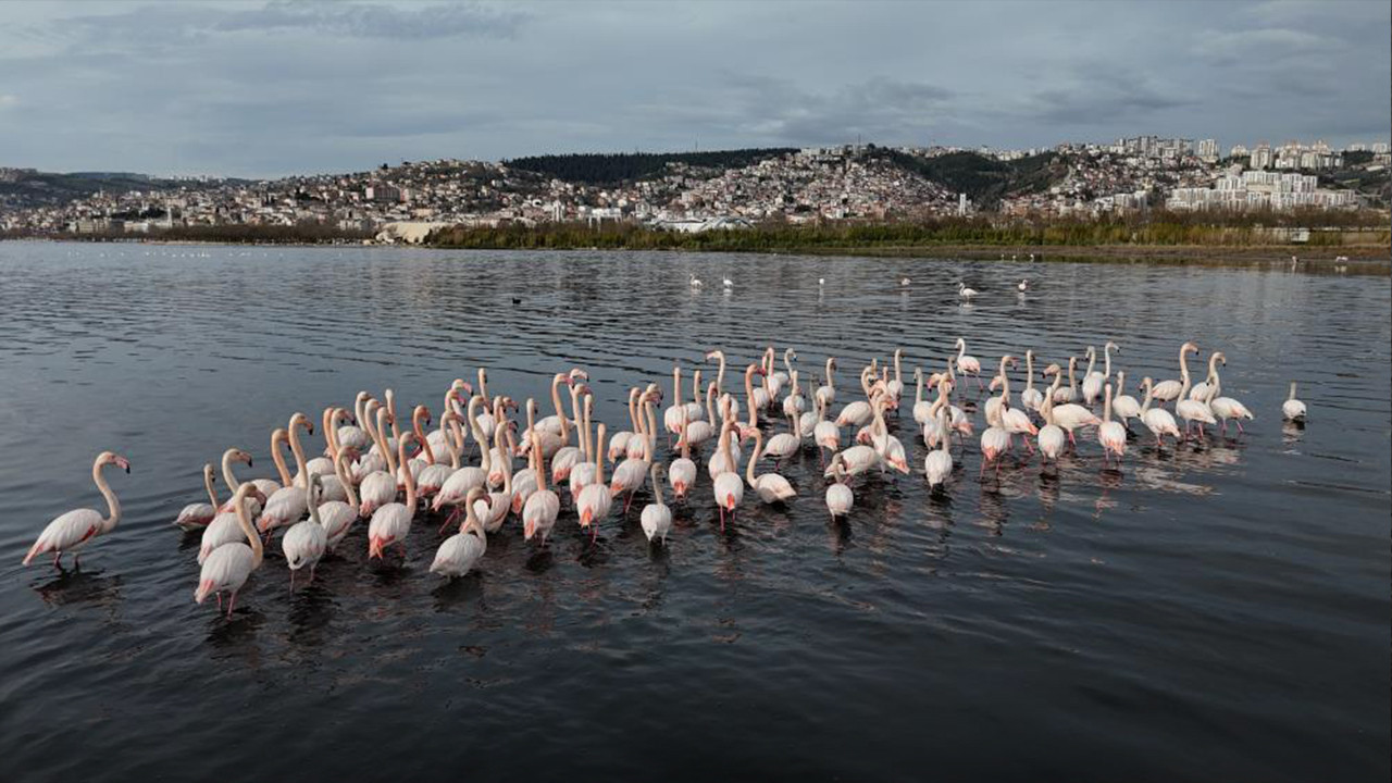 İzmit Körfezi'nde çamur gitti, allı turnaların sayısı ikiye katlandı