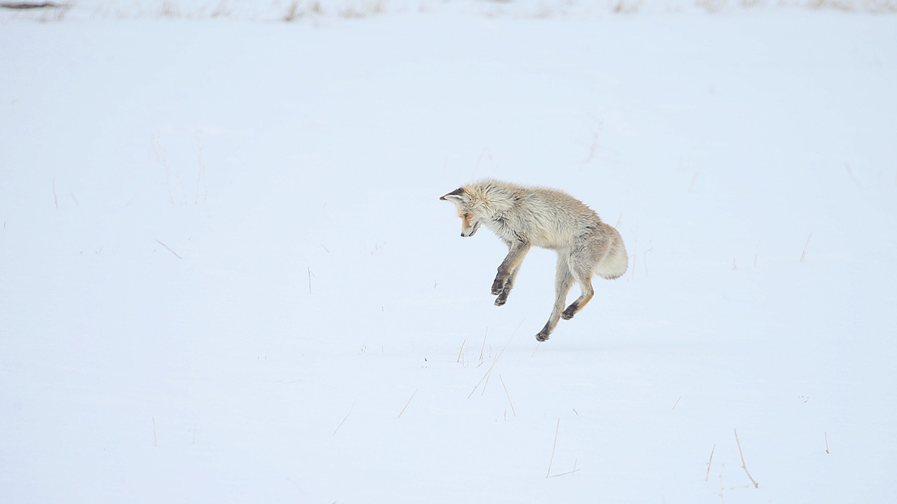 Kars’ta karla kaplı arazide kızıl tilkiler avlanırken görüntülendi