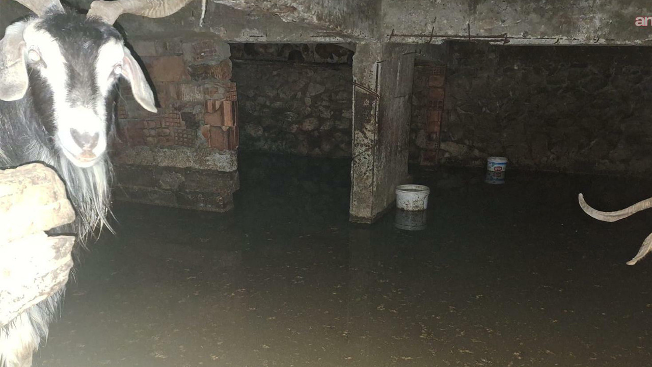 Bingöl’de sağanak taşkına yol açtı: Ahırda mahsur kalan 12 keçi son anda kurtarıldı