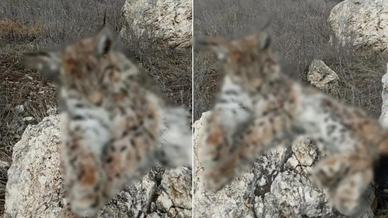 Kayseri’de nadir görülen vaşak ölü bulundu: “Ormanın hayaleti” olarak biliniyordu