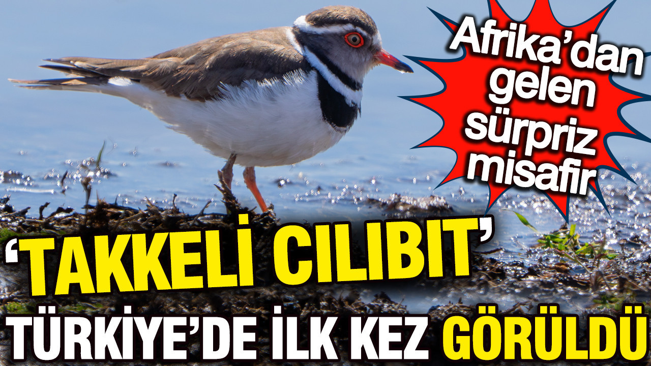 ‘Takkeli Cılıbıt’ Türkiye'de ilk kez görüldü: 504 kuş türü oldu... Afrika’dan gelen sürpriz misafir
