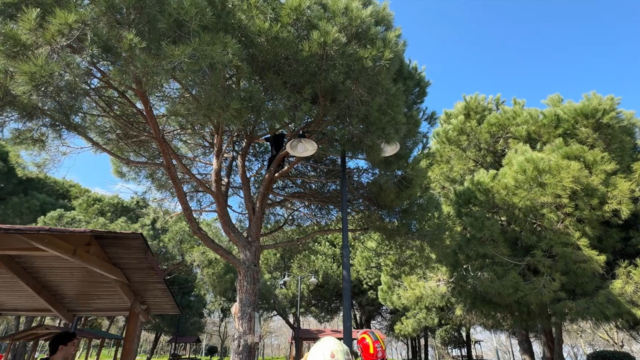 Top peşinde ağaçta mahsur kaldı: İtfaiye devreye girdi