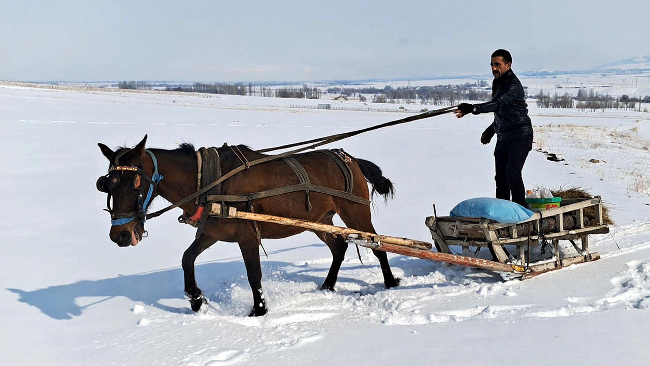 Erzurum’da atlı kızakla yaban hayvanlarına yardım