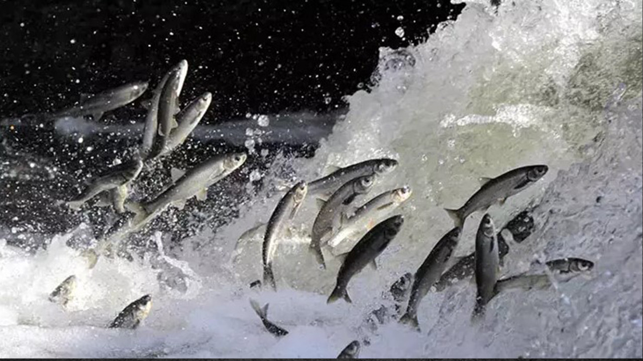 İnci kefali göçünün en çok izlendiği Deliçay'da su seviyesi yükseldi