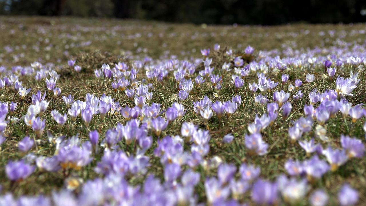 Köroğlu eteklerinde bahar çiğdemle geldi