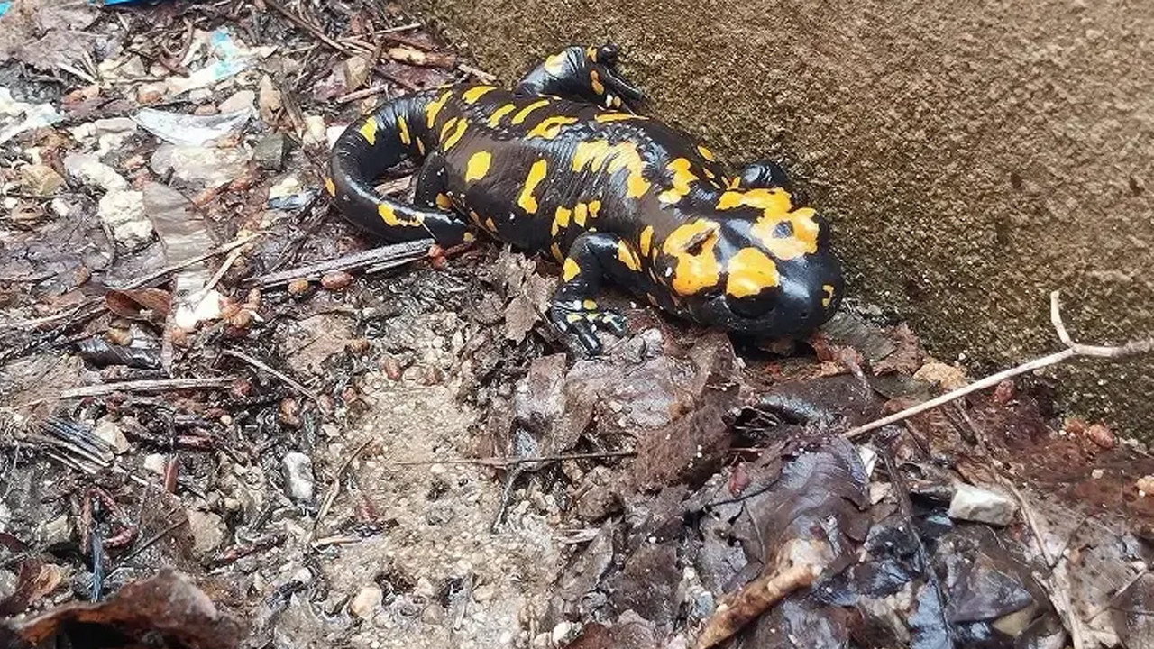 Nesli tehlike altındaki sarı benekli semender Hatay'da görüldü