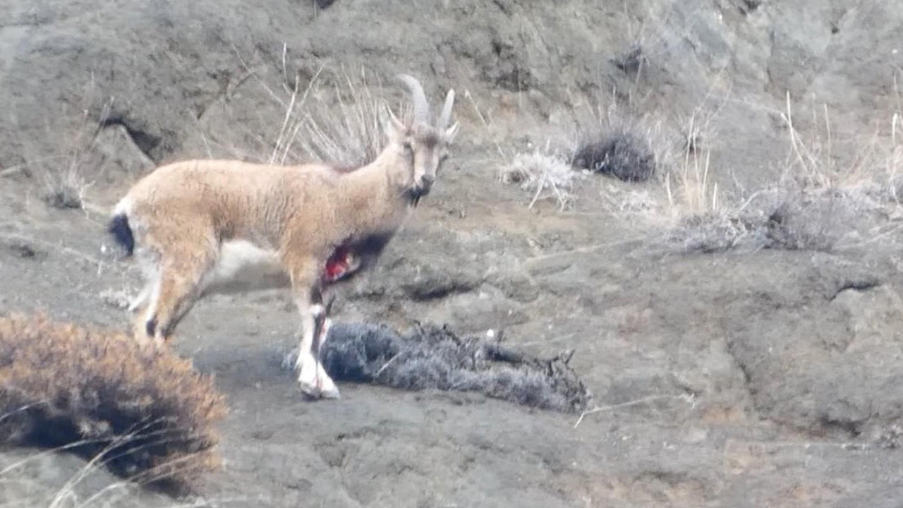 Oltu’da yaralı dağ keçisi görüntülendi