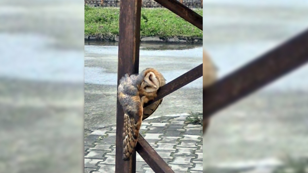 Sokak ortasında uyuyakalan baykuş ilgi odağı oldu