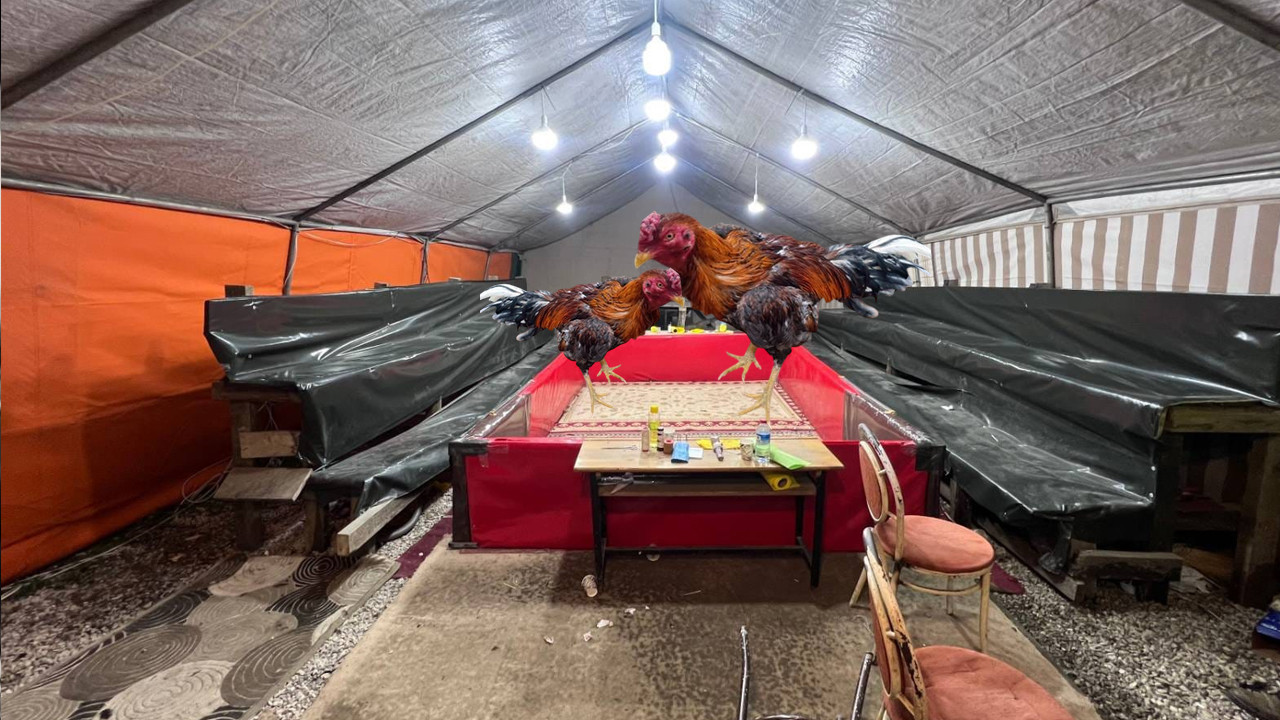 Tribünlü Horoz dövüşü: Sakarya’da ‘Kanlı oyun’ bozuldu