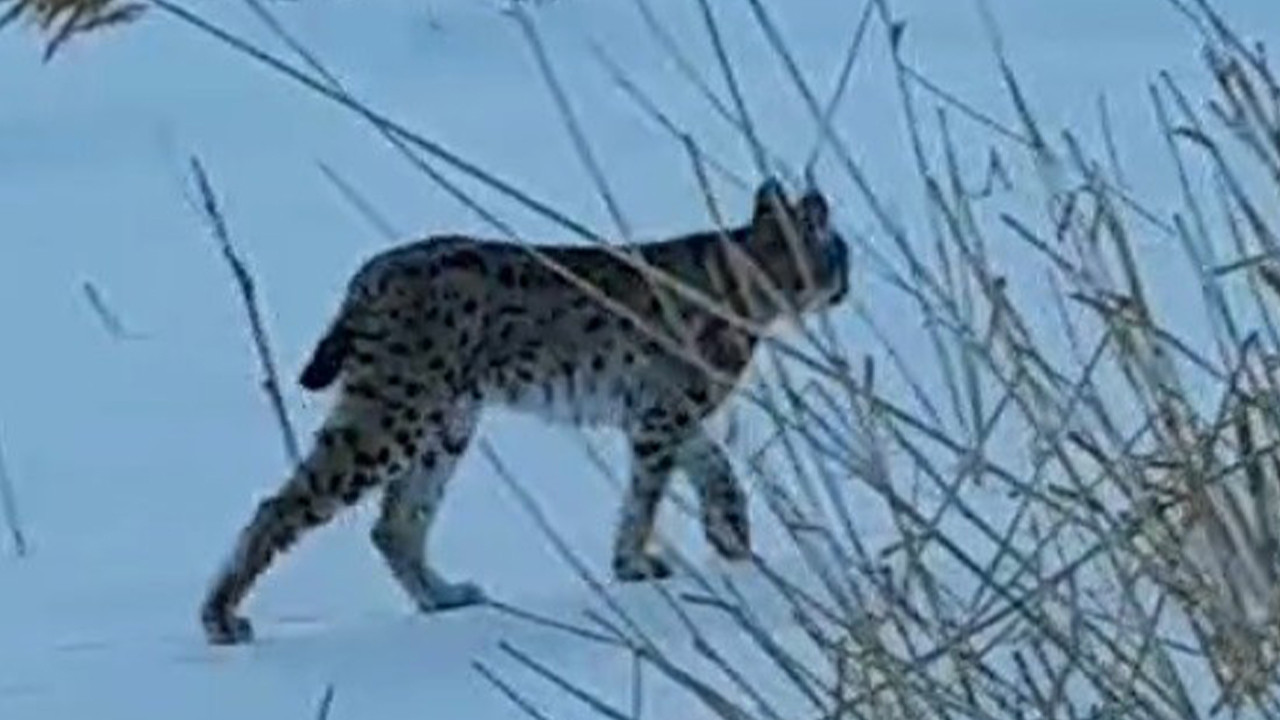 Bayburt’ta vaşağın heycanlandıran görüntüsü