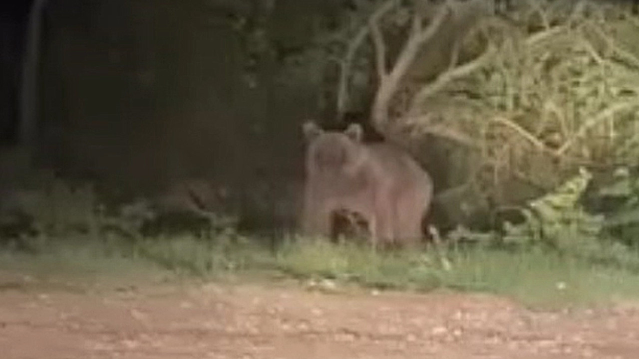 Samsun'da kovanlarının çevresinde dolaşan ayı arılara zarar verdi