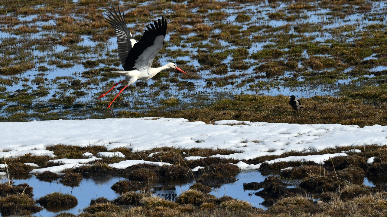 Leylekler erken geldi: Baharın müjdecileri Kars’ta görüldü
