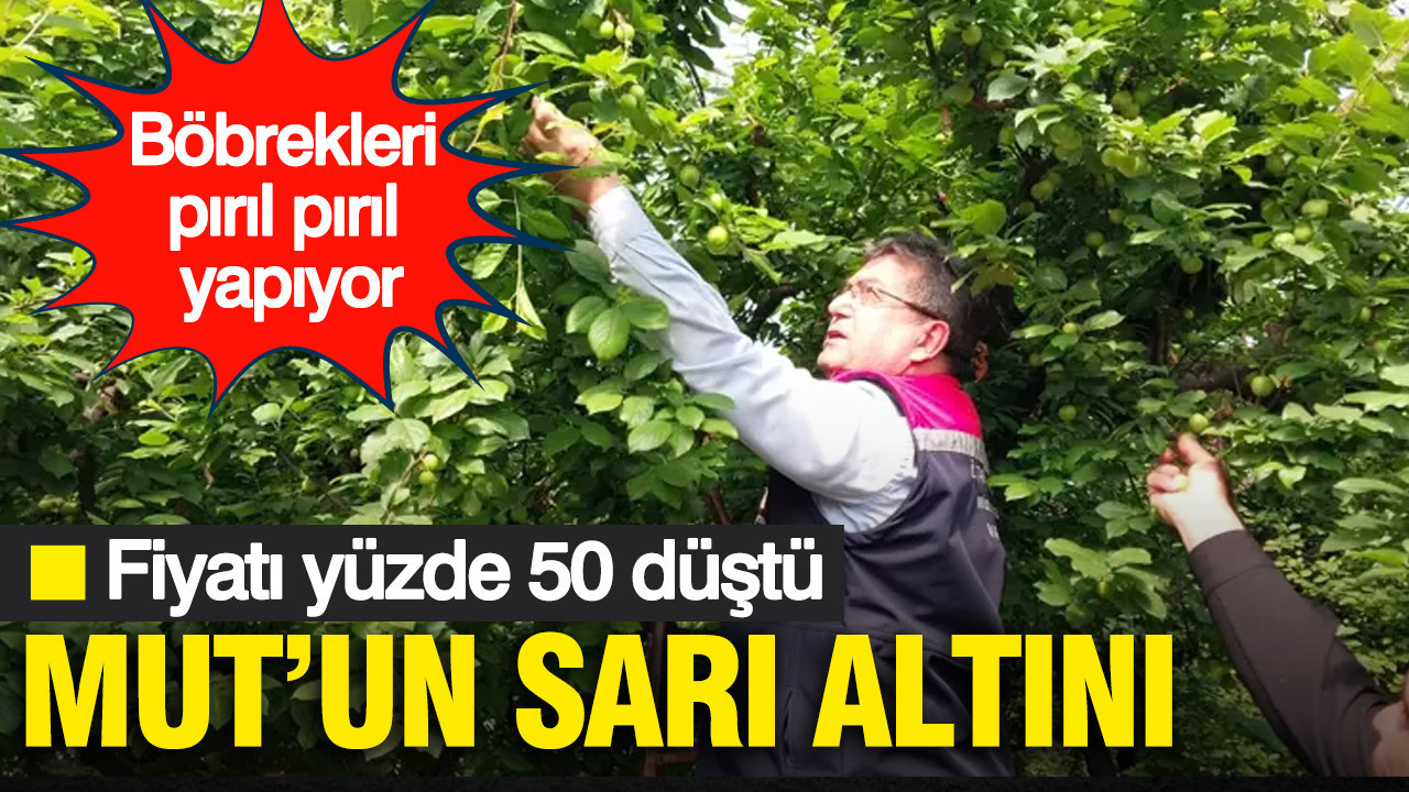 Mut’un sarı altını: Böbrekleri pırıl pırıl yapıyor: Fiyatı yüzde 50 düştü