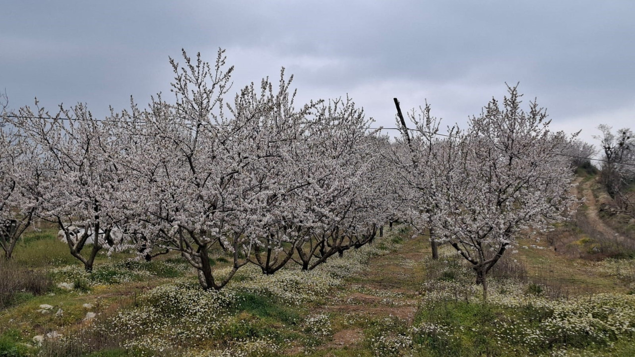 Meyve ağaçları erken çiçek açtı: Don tehlikesi riski var