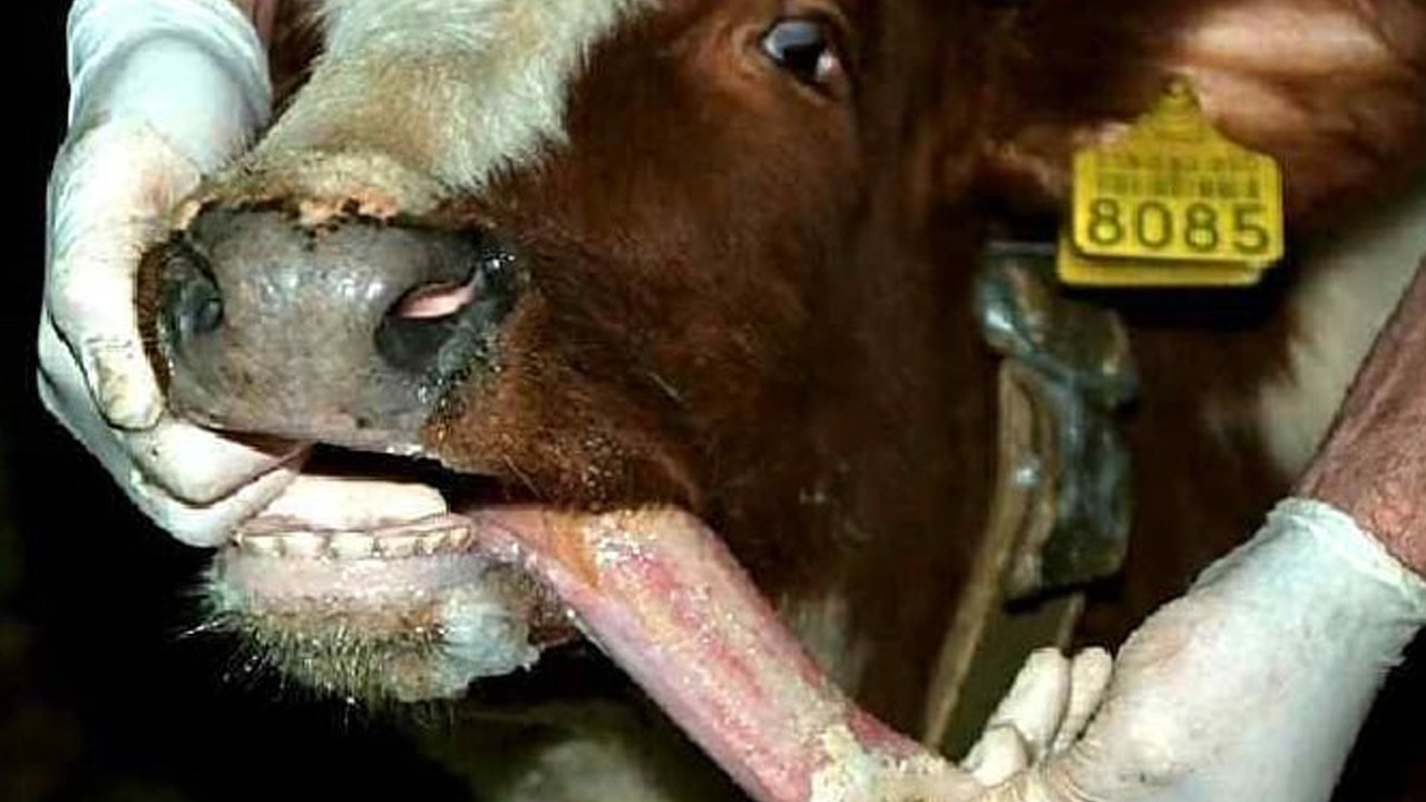 Midilli'de şap hastalığı hayvancılık ürünlerinin kısıtlanmasına sebep oldu