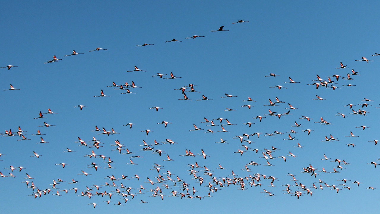 Pembe göç başladı: Tuz gölünde kanat sesleri