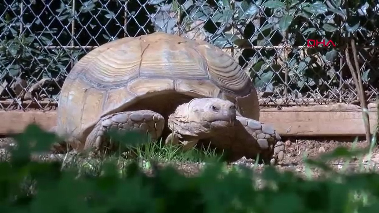 26 yaşındaki kaplumbağaya arkadaş aranıyor