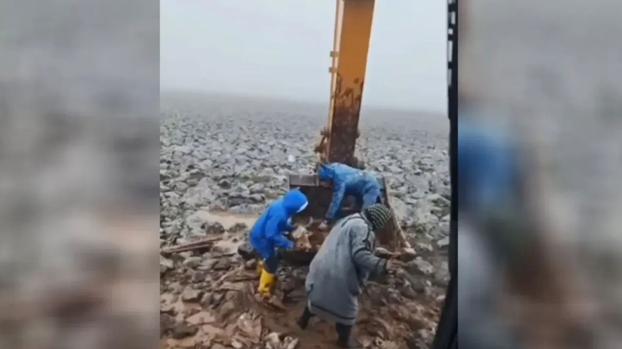 Çamura saplanan inek kepçe yardımıyla kurtarıldı