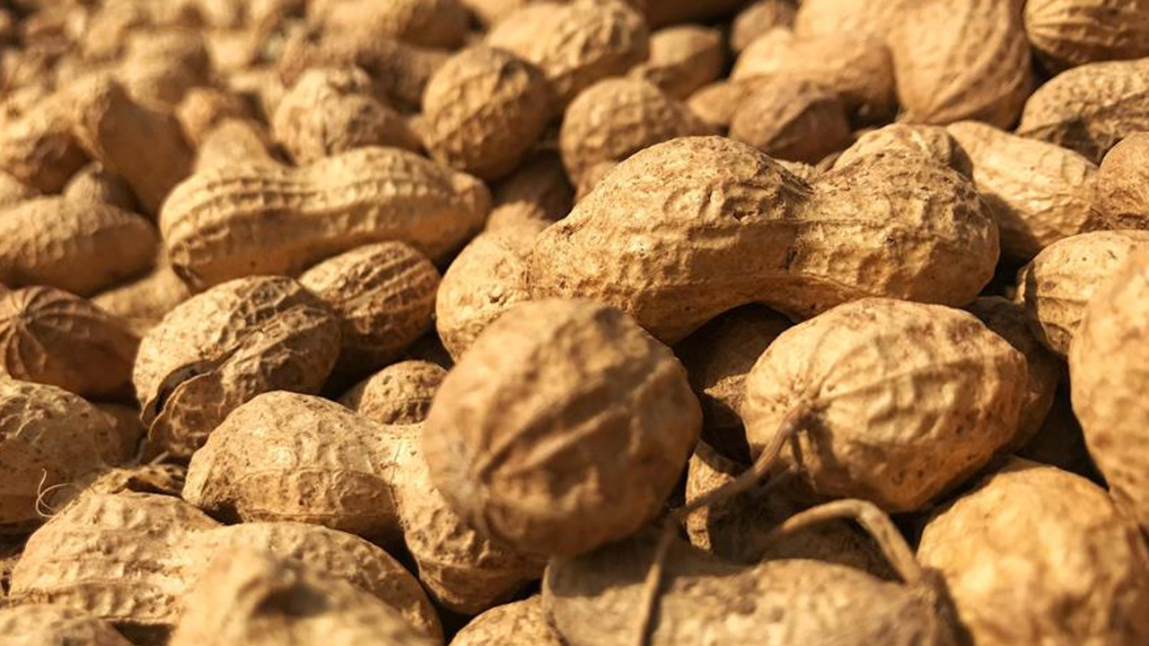 Fıstık kabuğundan yüksek teknoloji: Atıklar grafene dönüşüyor