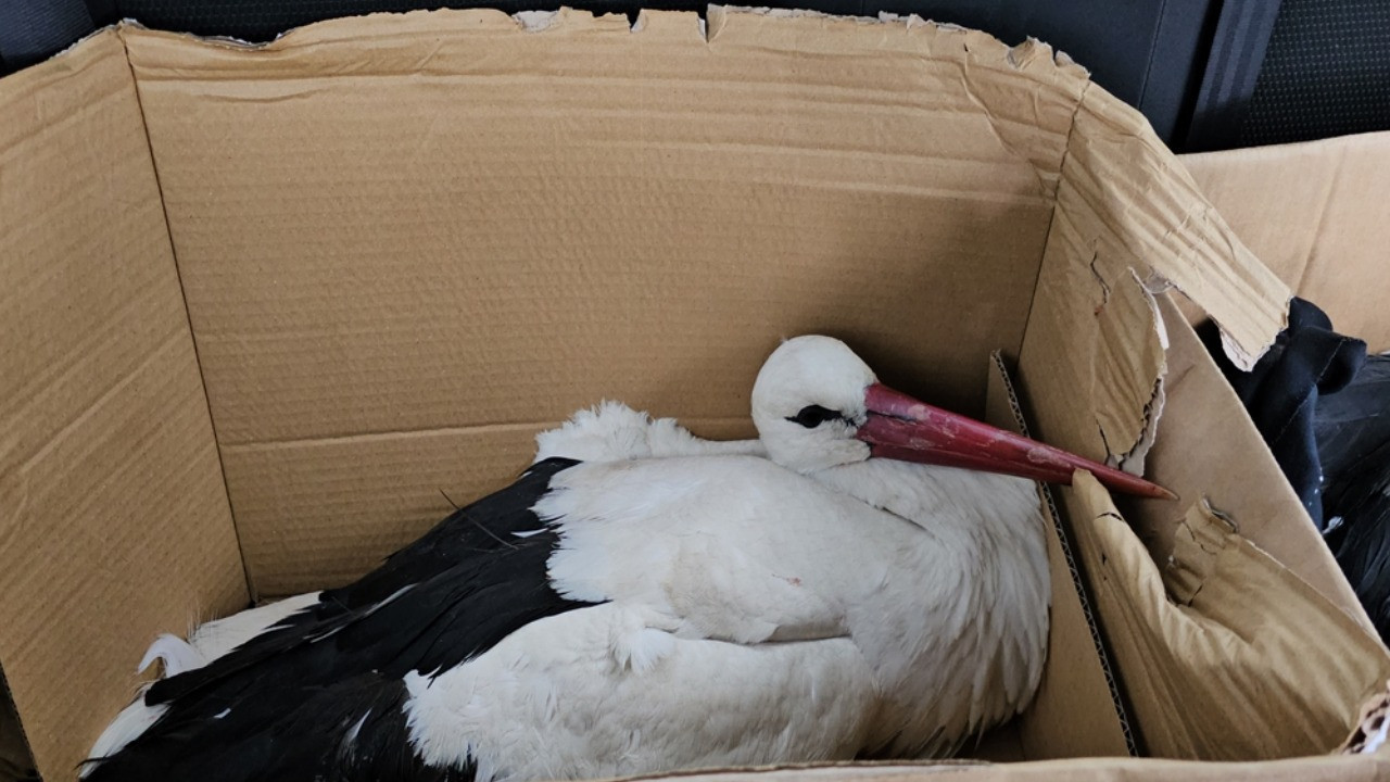 Göç yolundaki 2 leylek av tüfeğiyle vuruldu