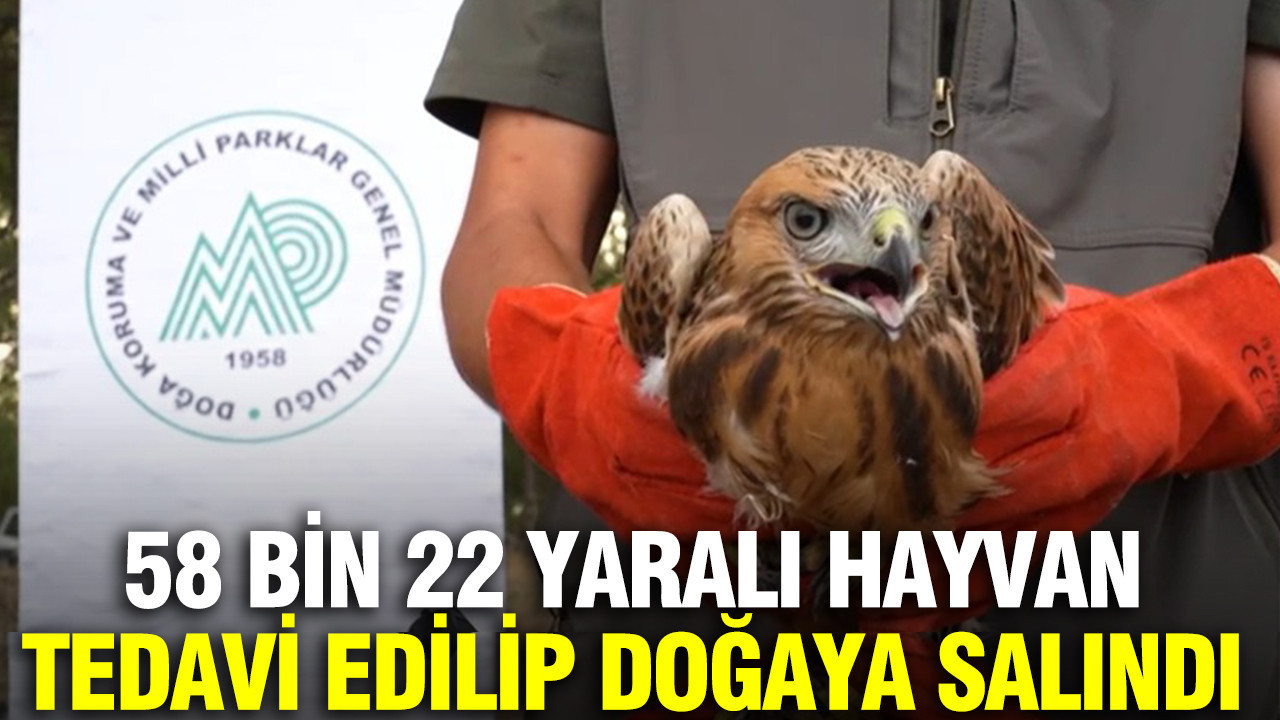 58 bin 22 yaralı hayvan tedavi edilip doğaya salındı