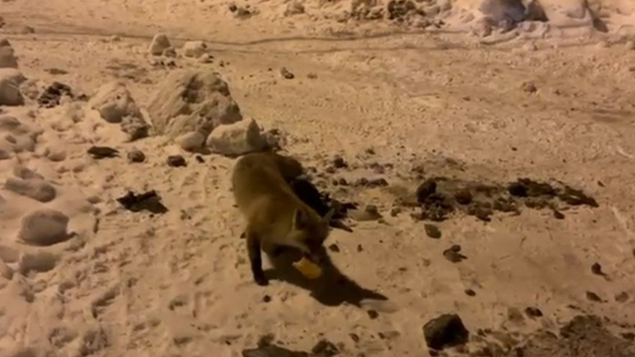 Tilkiyle adamın dostluğu yürekleri ısıttı