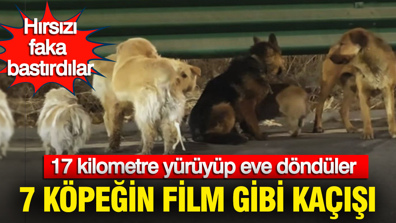7 köpeğin film gibi kaçışı: 17 kilometre yürüyüp eve döndüler