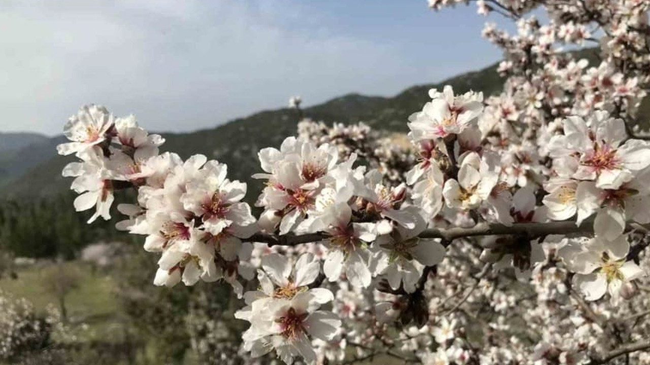 Akseki'de badem ağaçları çiçek açtı