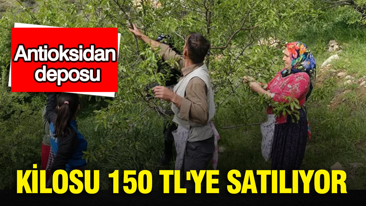 Antioksidan deposu: Kilosu 150 TL'ye satılıyor