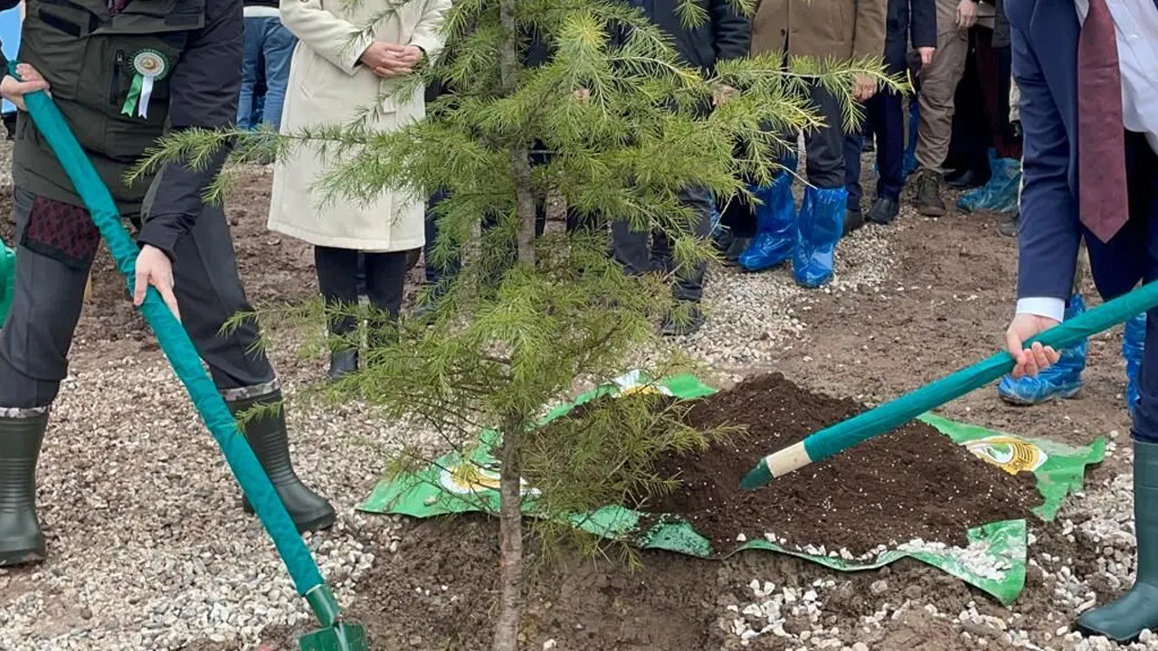 Artvin'de 200 zeytin fidanı dikildi