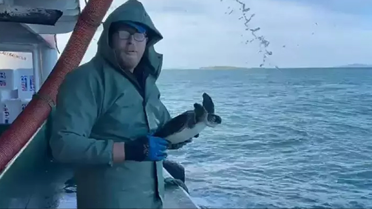 Çanakkale'de balık ağına takılan caretta caretta kurtarıldı