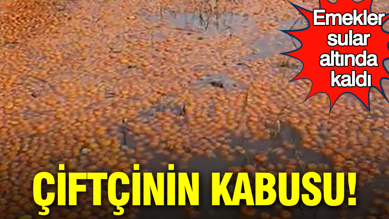 Çiftçinin kabusu: Adana'da emekler sular altında kaldı