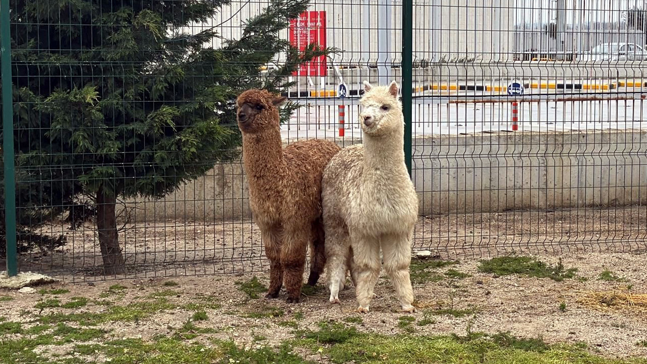 Gümrük görevlilere gözlerine inanamadı: Minibüsten deve çıktı