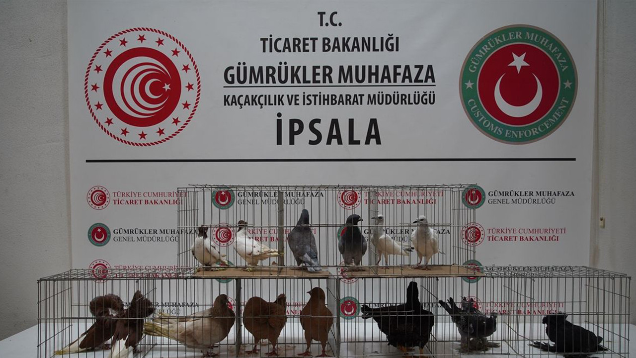 İpsala sınır kapısında minibüs faciası: İçinden alpakalar ve nadir hayvanlar çıktı