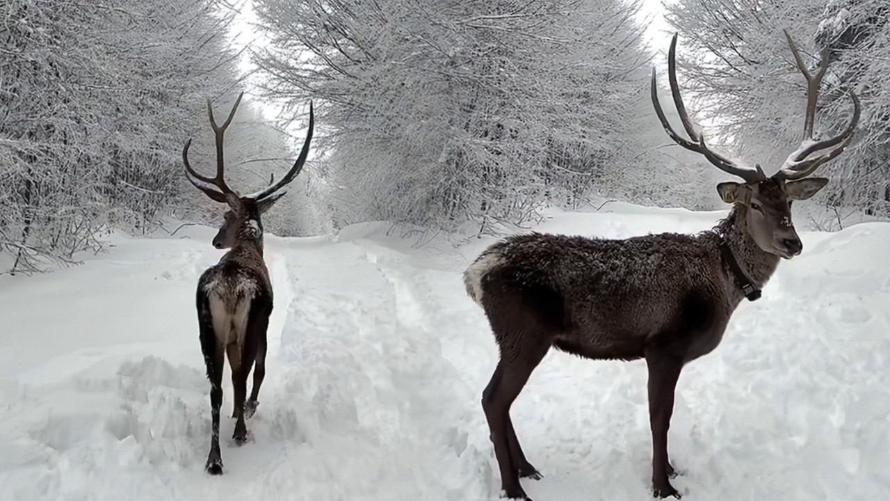 Tatilcilere kar ve kızıl geyik sürprizi