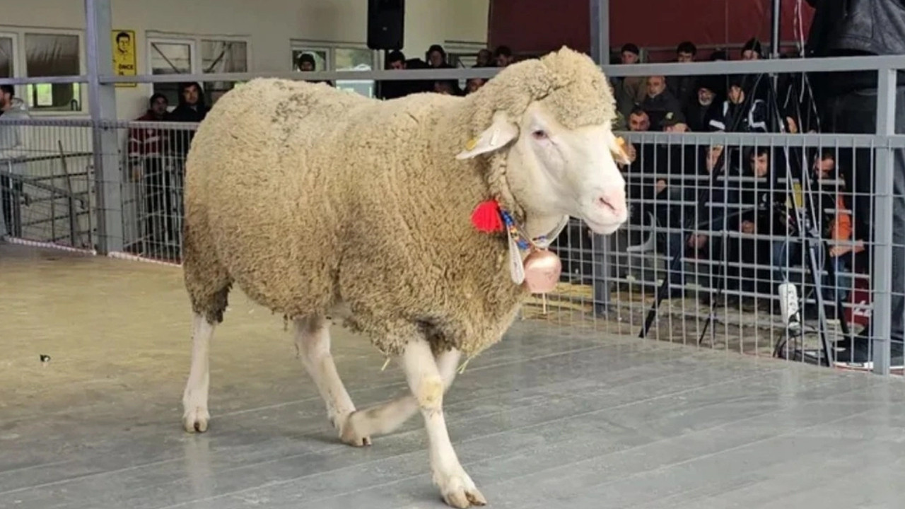Bandırma’da damızlık koç rekoru: 1 Milyon 110 bin liraya satıldı
