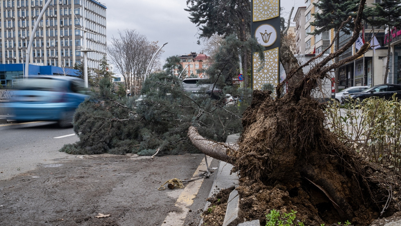 Başkentte üzerine ağaç devrilen otomobilde hasar oluştu