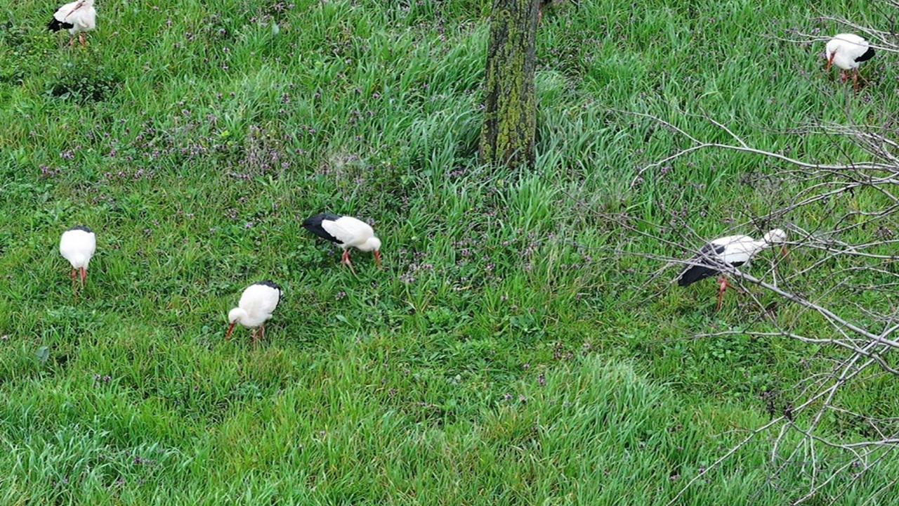 Göç yolundaki leylek sürüsü Esenler’de mola verdi: Muhteşem görüntüler
