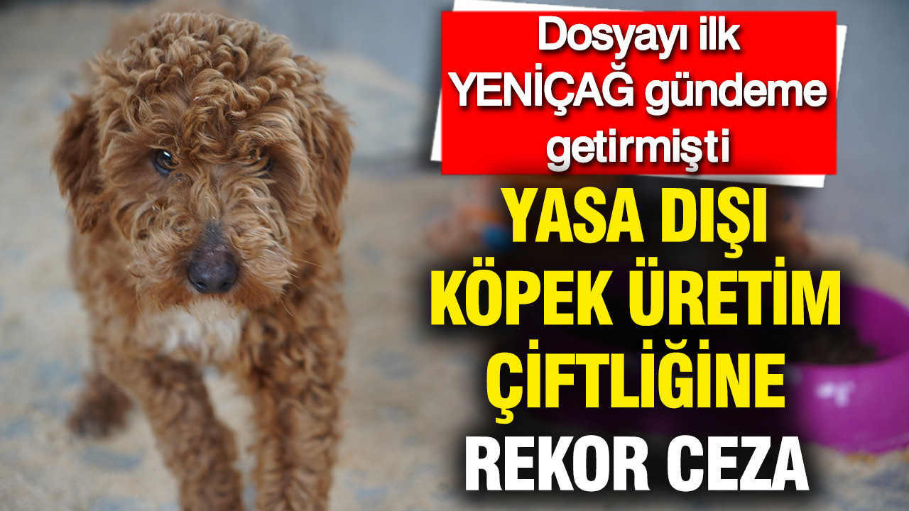 Dosyayı ilk YENİÇAĞ gündeme getirmişti: Edirne’de yasa dışı köpek üretim çiftliğine rekor ceza