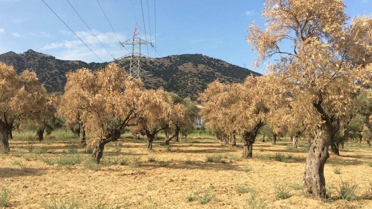 Koçarlı’da üreticiye büyük darbe: Onlarca ağaç kullanılamaz hale geldi