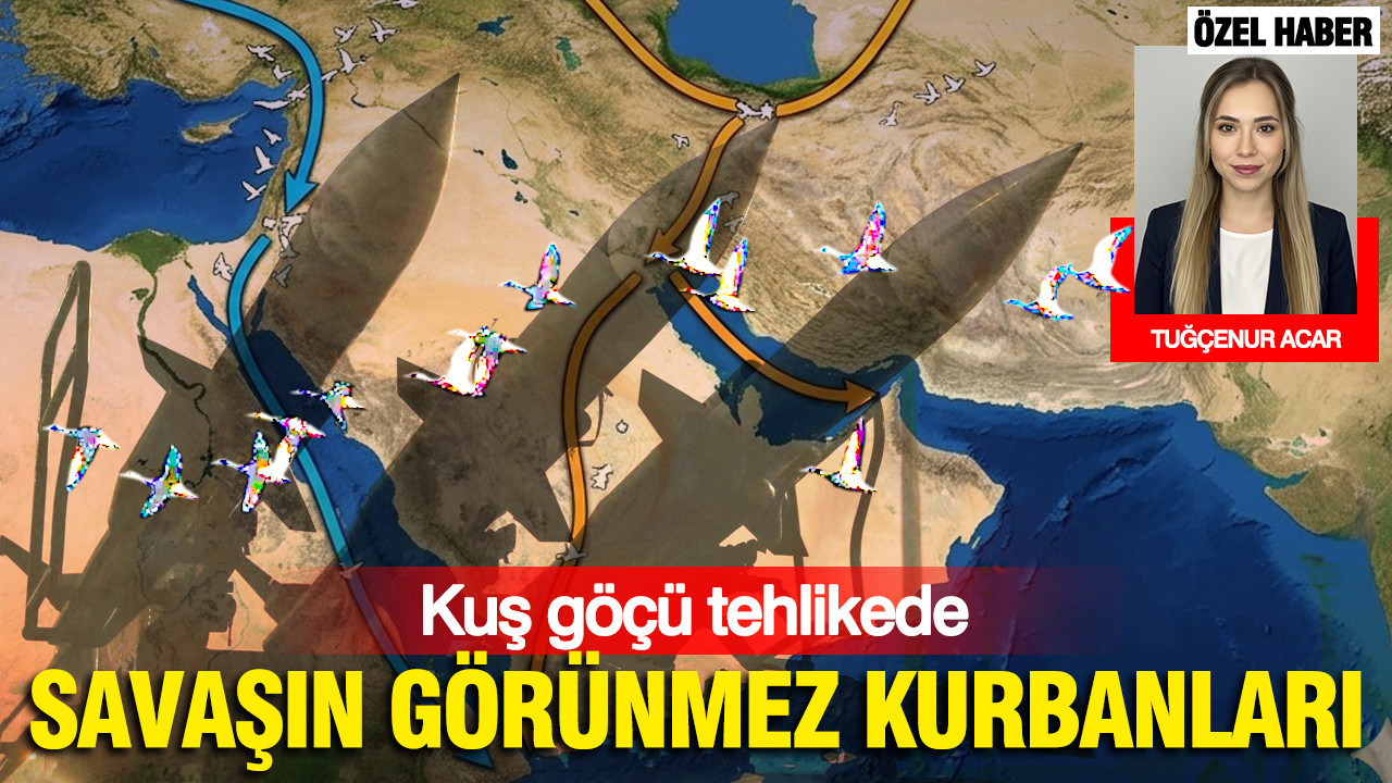 Savaşın görünmez kurbanları: Kuş göçü tehlikede