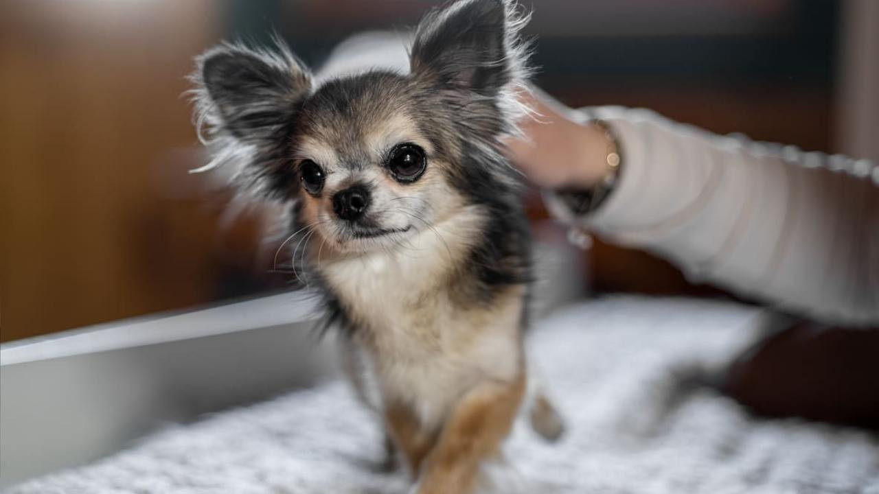 En eski evcil köpeklerin izi Türkiye’de bulundu