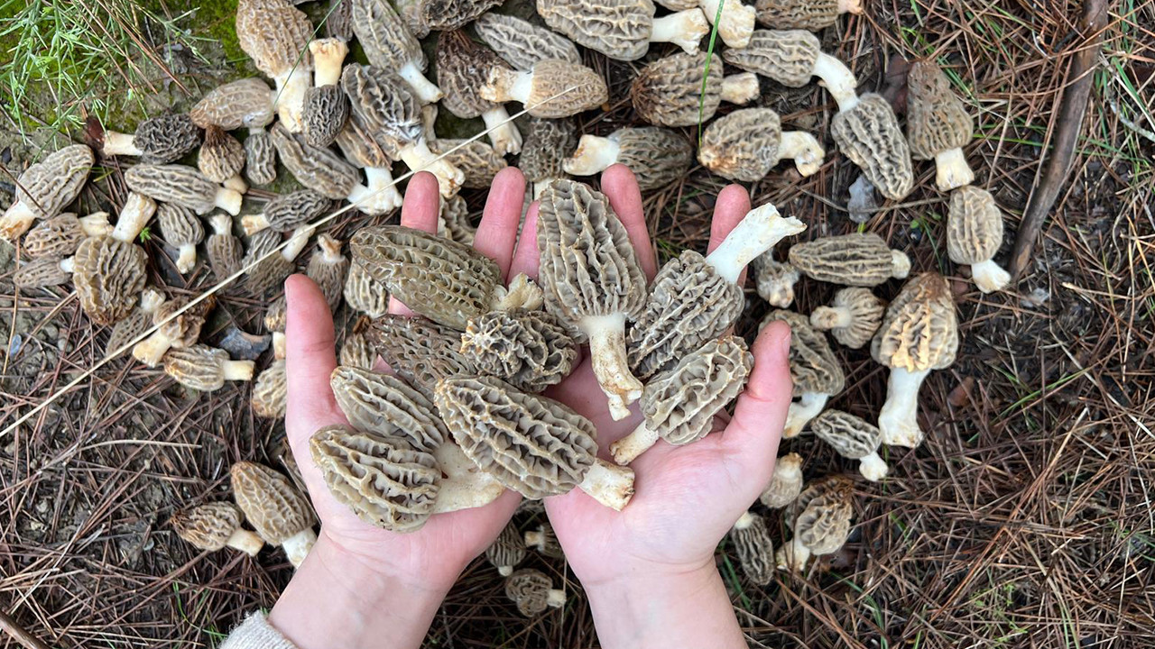 Kaş’ta kuzugöbeği bereketi: Doğada yetişiyor, kilosu 3 bin lirayı buluyor