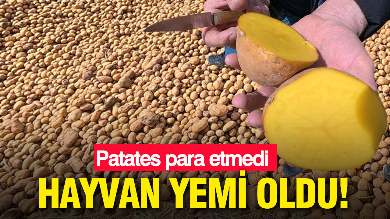 Patates para etmedi: Hayvan yemi oldu