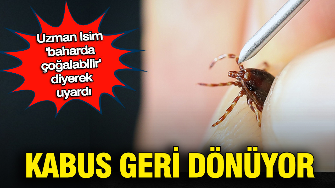 Prof. Dr. Çetin uyardı: Yoğun yağışlı kış keneleri çoğaltabilir: Bahar alarmı verildi