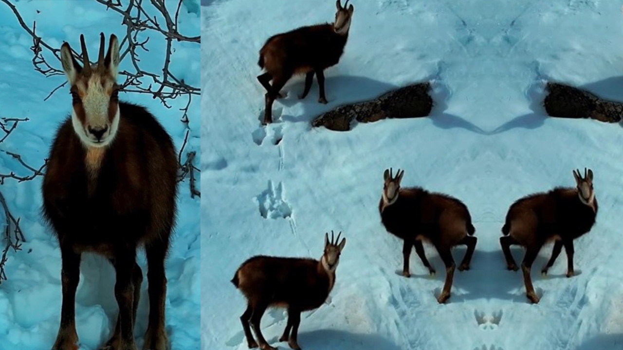 Tunceli'de nesli tükenmek üzere olan şamua sürüsü görüntülendi