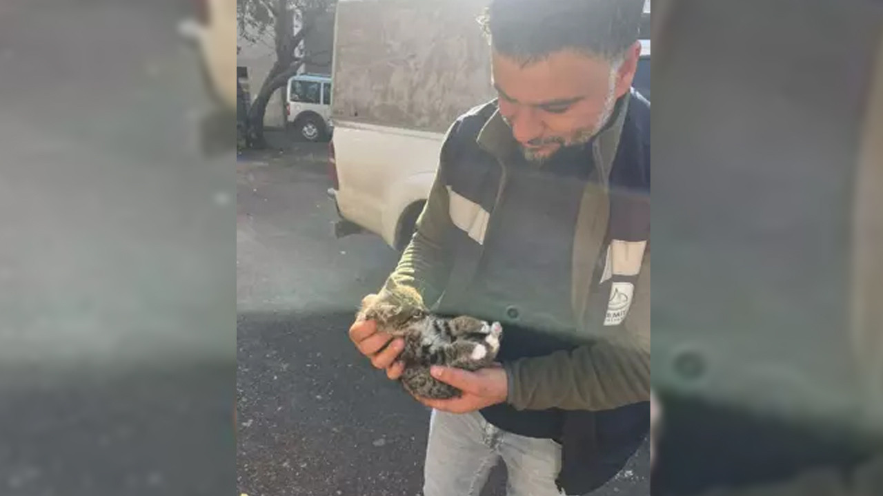 Van'da çatıda mahsur kalan yavru kedi için kurtarma operasyonu